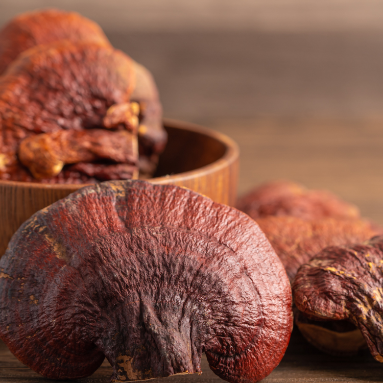 DRIED REISHI MUSHROOM